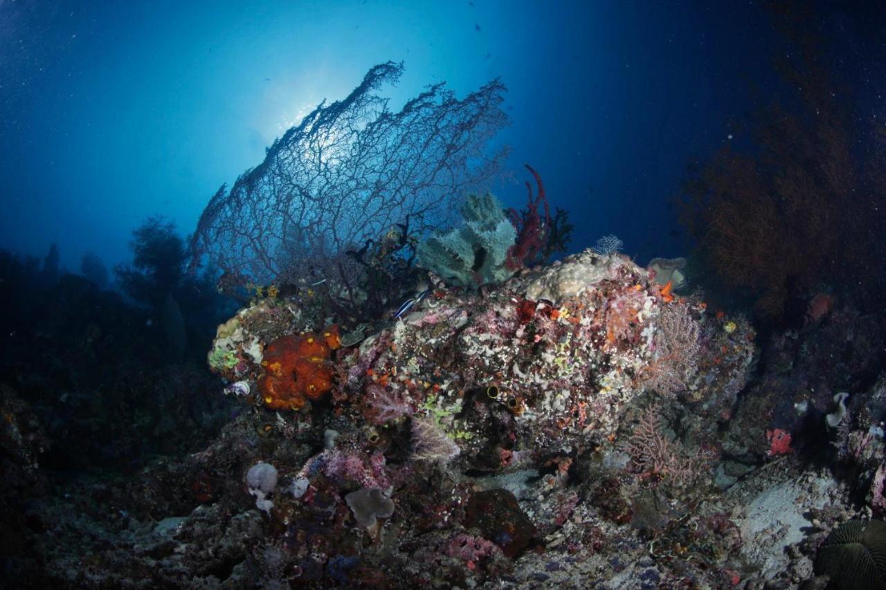 Coriana Dive Resort Waisai Extérieur photo